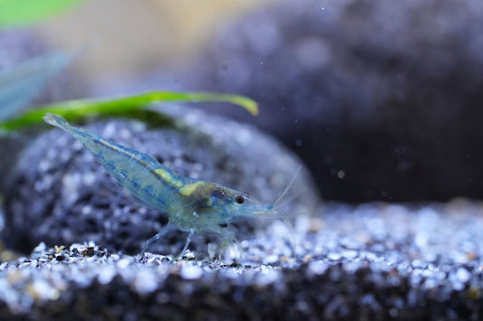 neocaridina blue jelly zwerggarnele die auf sandboden sitzt