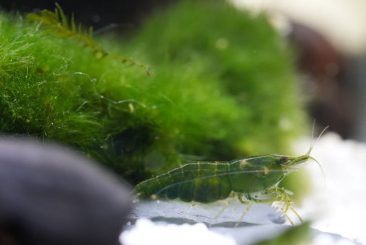 grüne Neocaridina Zwerggarnele auf einer Mooskugel im Aquarium