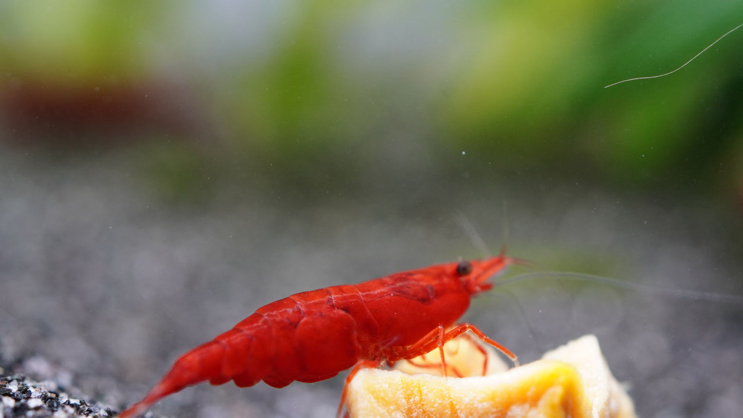 neocaridina-bloody mary zwerggarnele im aquarium beim fressen