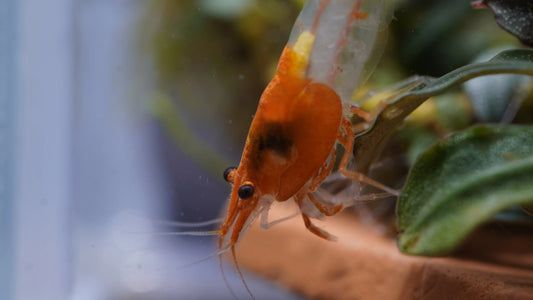 Orange Rili Neocaridina Zwerggarnele