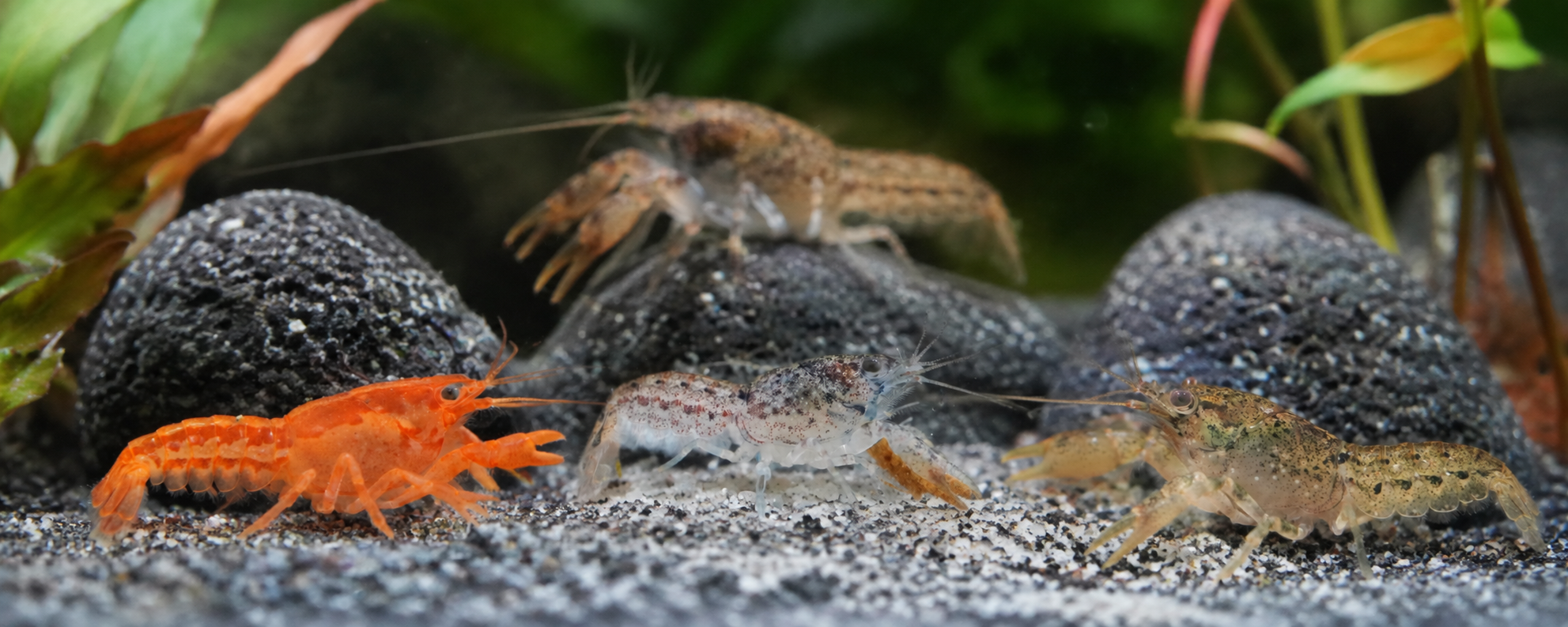unterschiedliche Zwergkrebse beim fressen im Süßwasser Aquarium